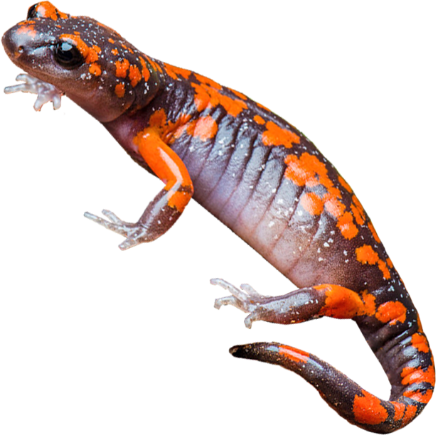  Ensatina Salamanders